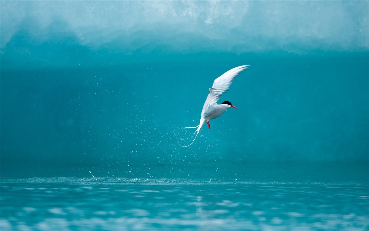 海上的鳥 海鷗高清壁紙 #5 - 1280x800
