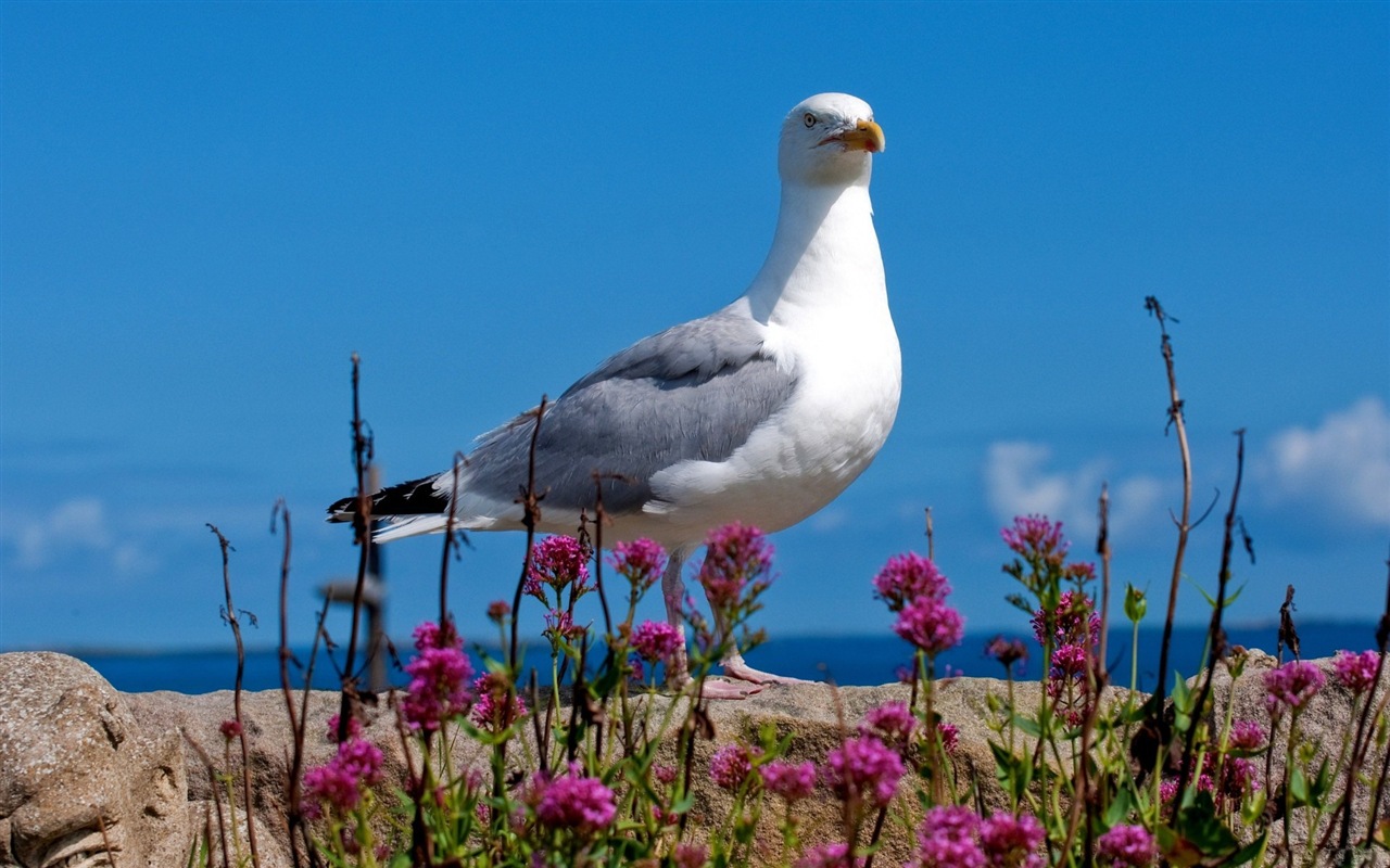 Sea bird seagull HD wallpapers #11 - 1280x800