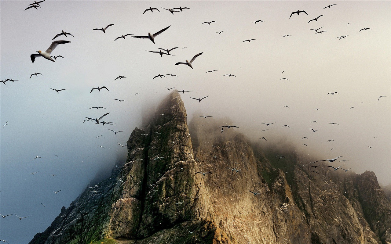 海上的鳥 海鷗高清壁紙 #12 - 1280x800