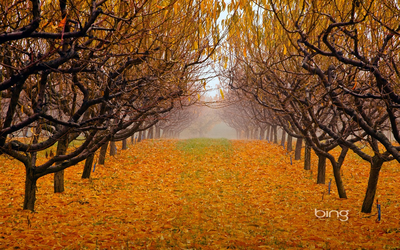 2013 Bing paysages automne, animaux, fonds d'écran HD urbaines #28 - 1280x800