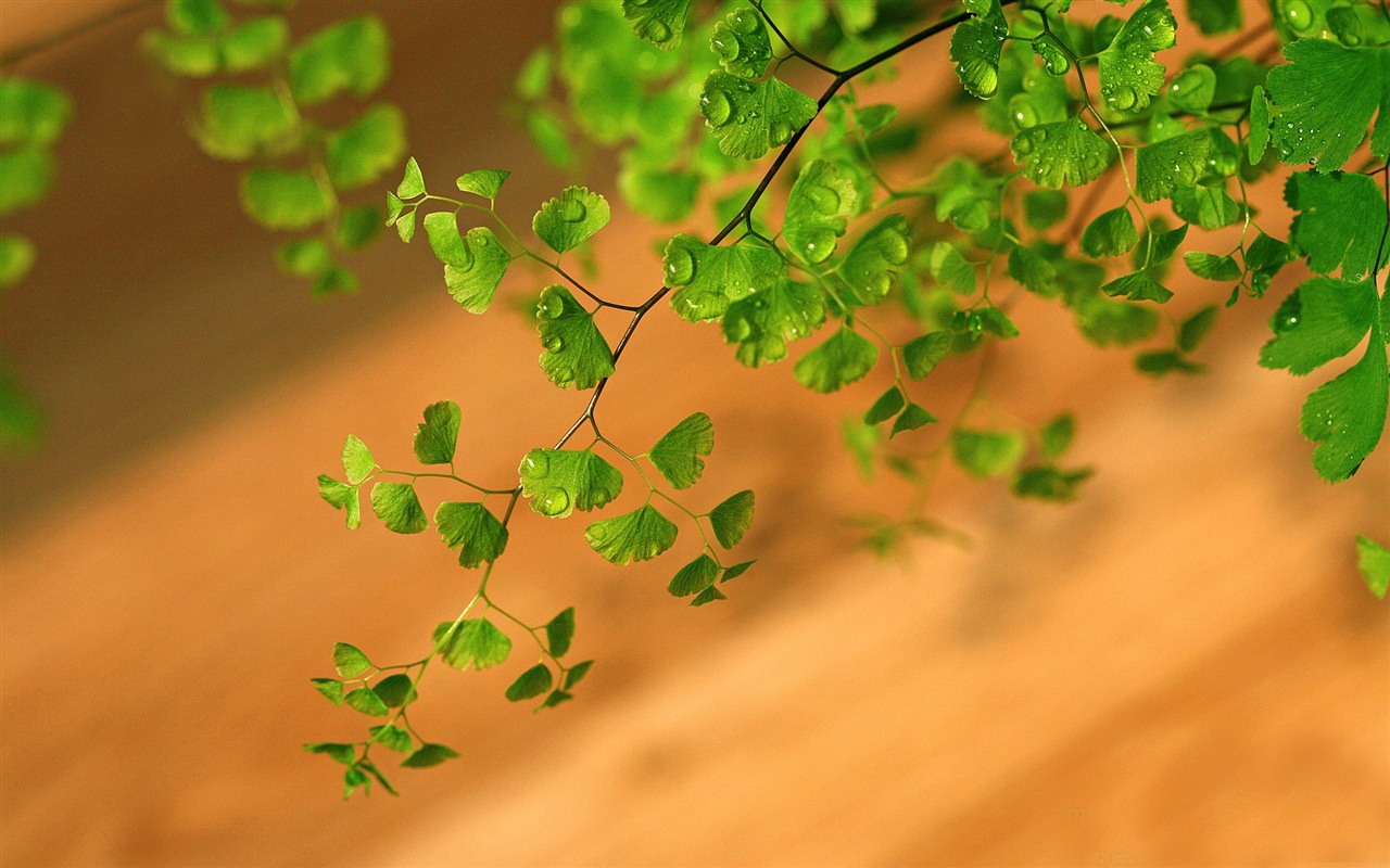 Adiantum verde plantas HD wallpapers #11 - 1280x800