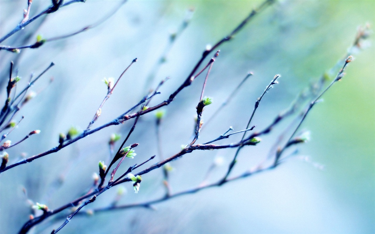 Frühjahr Knospen an den Bäumen HD Wallpaper #1 - 1280x800