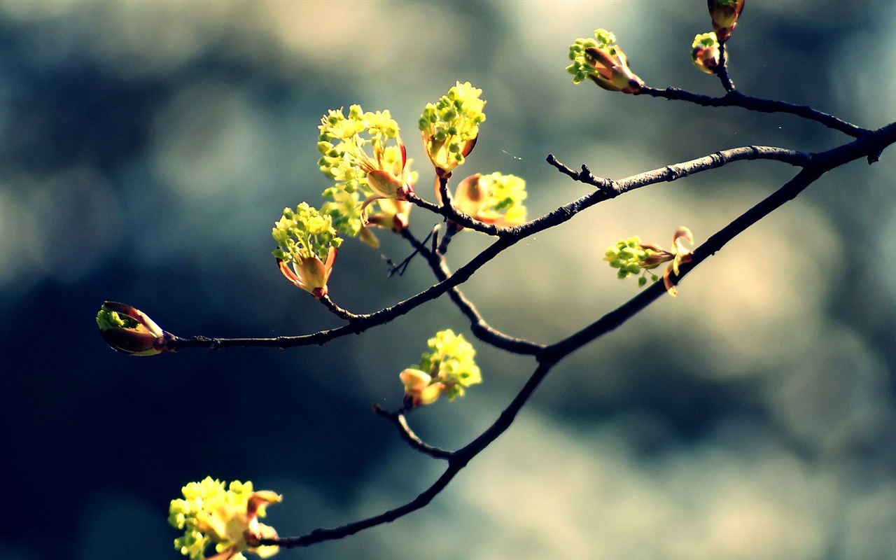 Frühjahr Knospen an den Bäumen HD Wallpaper #6 - 1280x800
