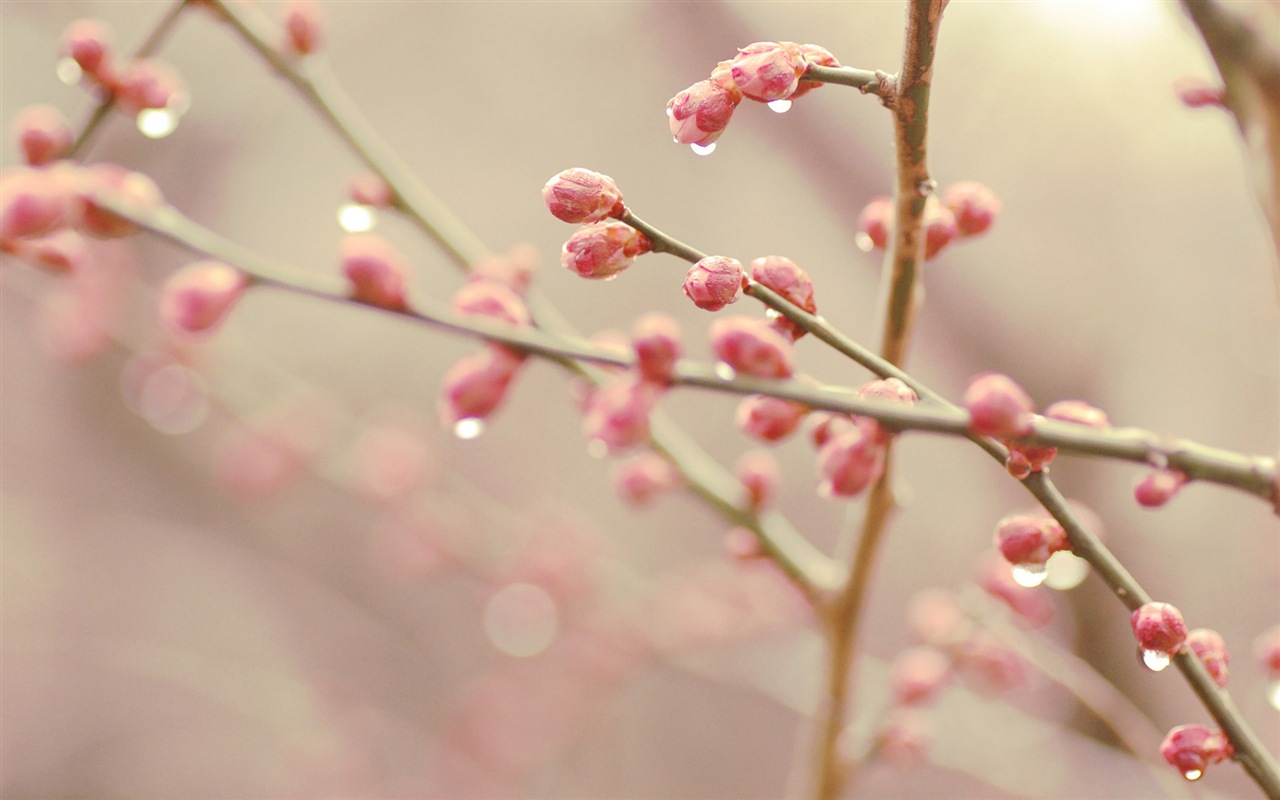 Frühjahr Knospen an den Bäumen HD Wallpaper #7 - 1280x800