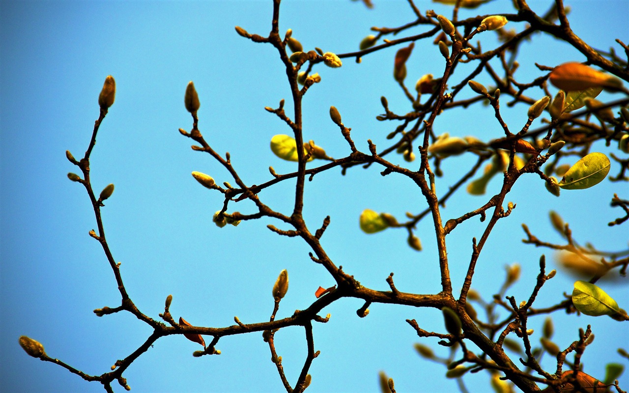 Frühjahr Knospen an den Bäumen HD Wallpaper #8 - 1280x800