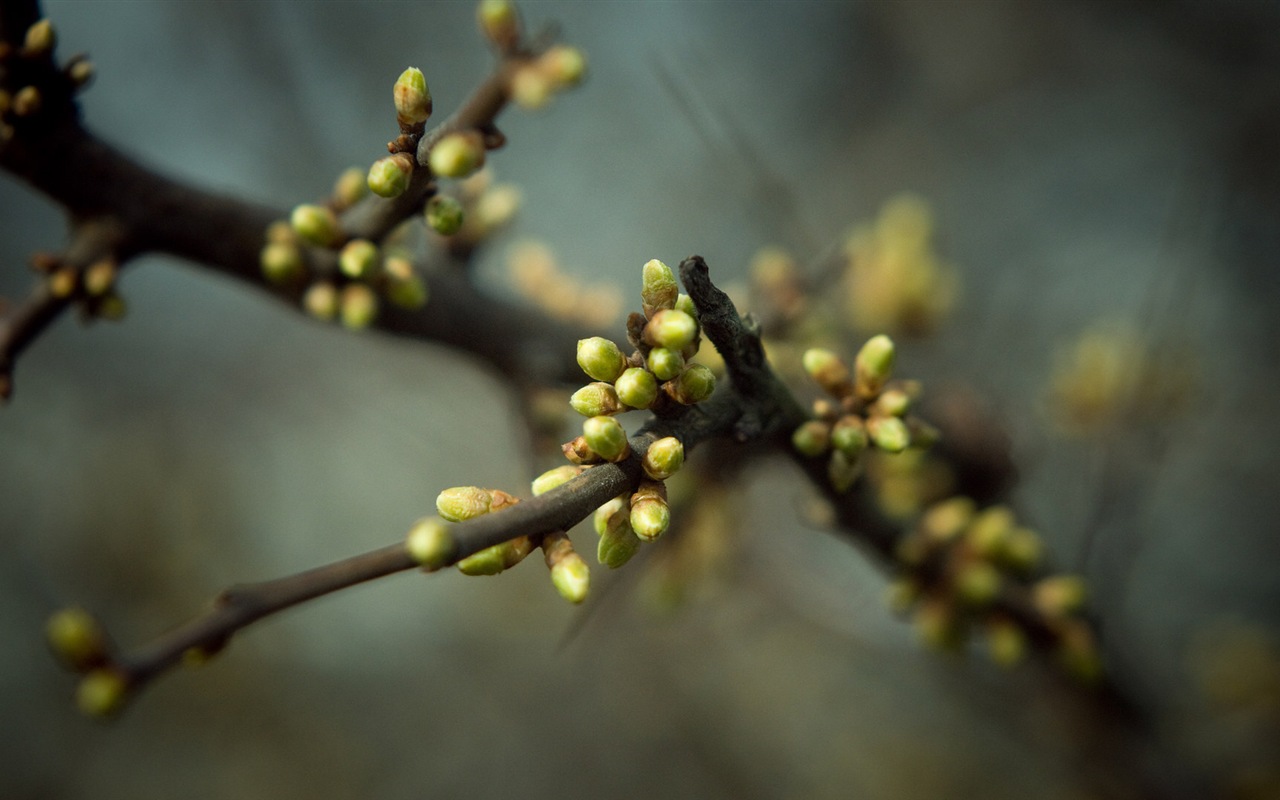 Frühjahr Knospen an den Bäumen HD Wallpaper #15 - 1280x800
