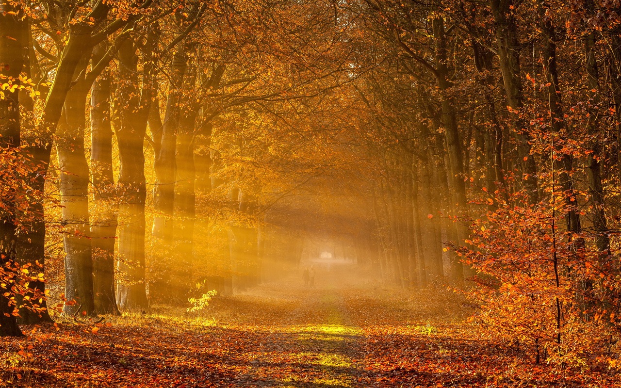 Automne feuilles rouges des arbres d'écran HD forêt #2 - 1280x800