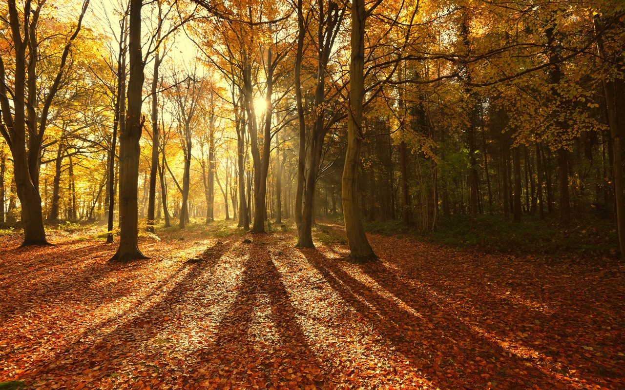 Autumn red leaves forest trees HD wallpaper #8 - 1280x800