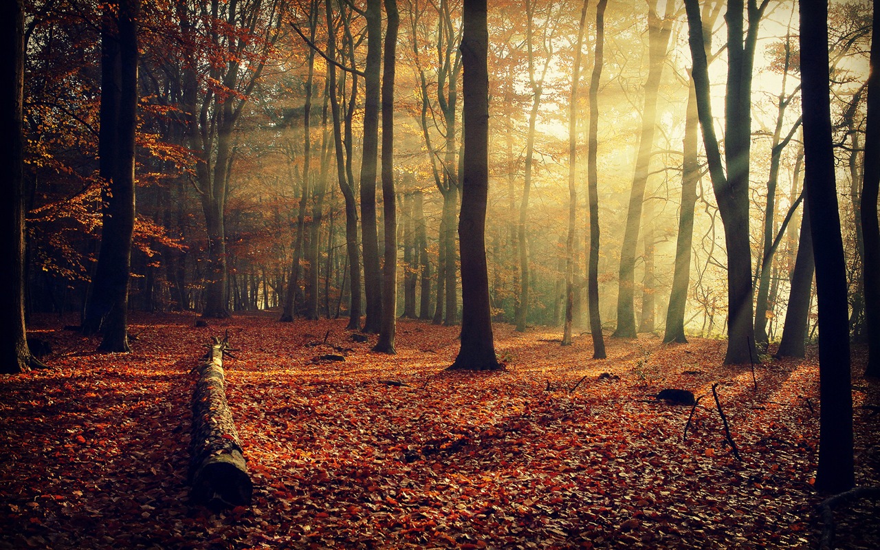 Podzimní červené listy lesních dřevin HD tapetu #10 - 1280x800