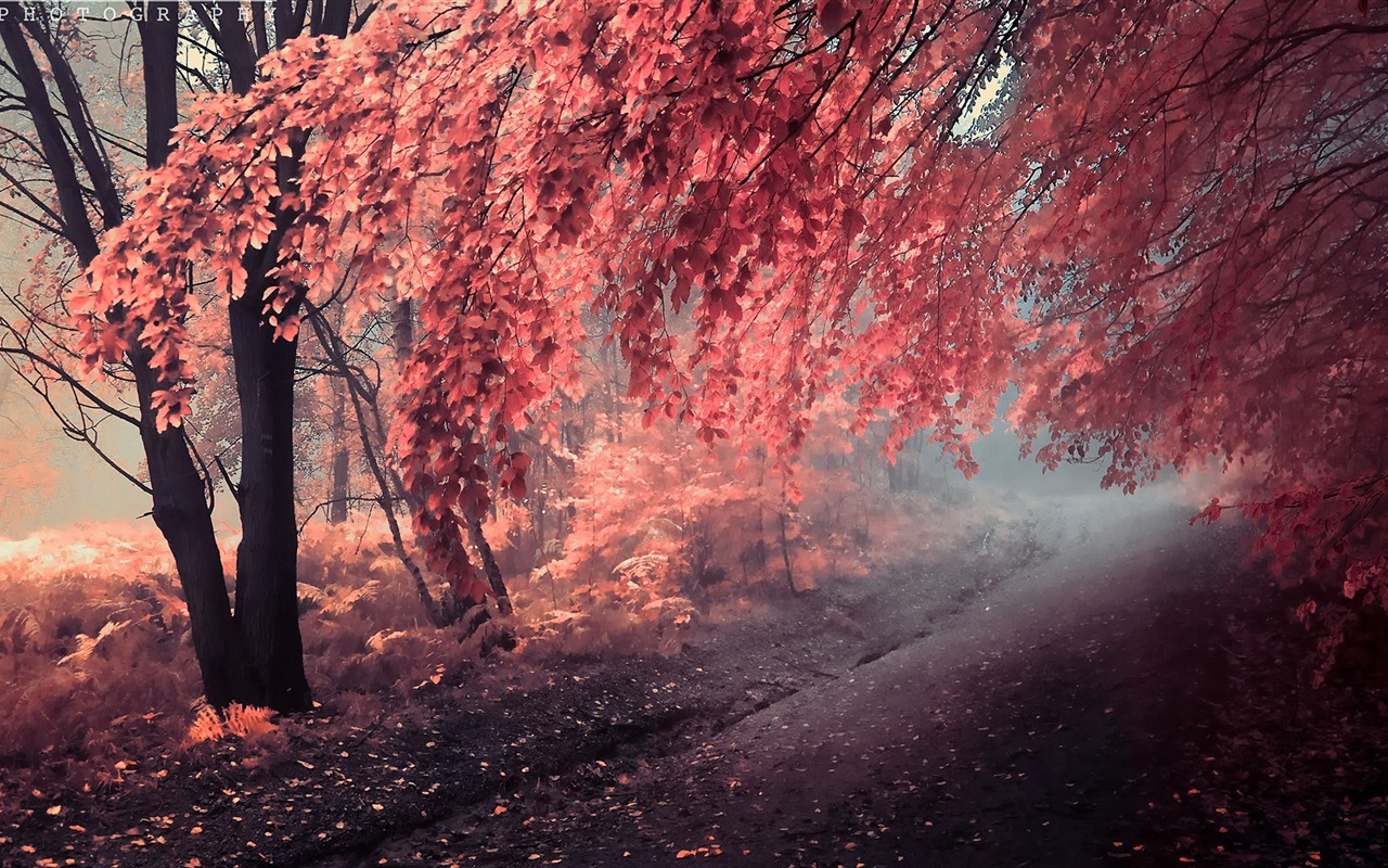 Rojo hojas de otoño bosque árboles HD wallpaper #13 - 1280x800