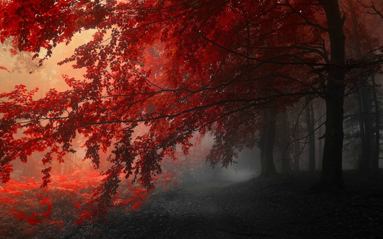 Rojo hojas de otoño bosque árboles HD wallpaper #14 - 1280x800
