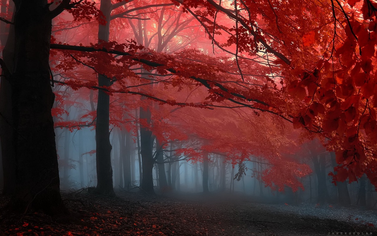 秋季紅葉森林樹木 高清壁紙 #15 - 1280x800