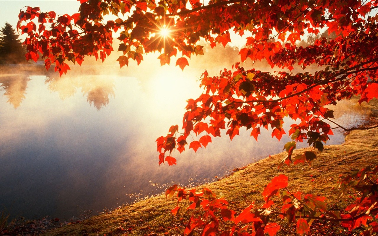 Rojo hojas de otoño bosque árboles HD wallpaper #20 - 1280x800