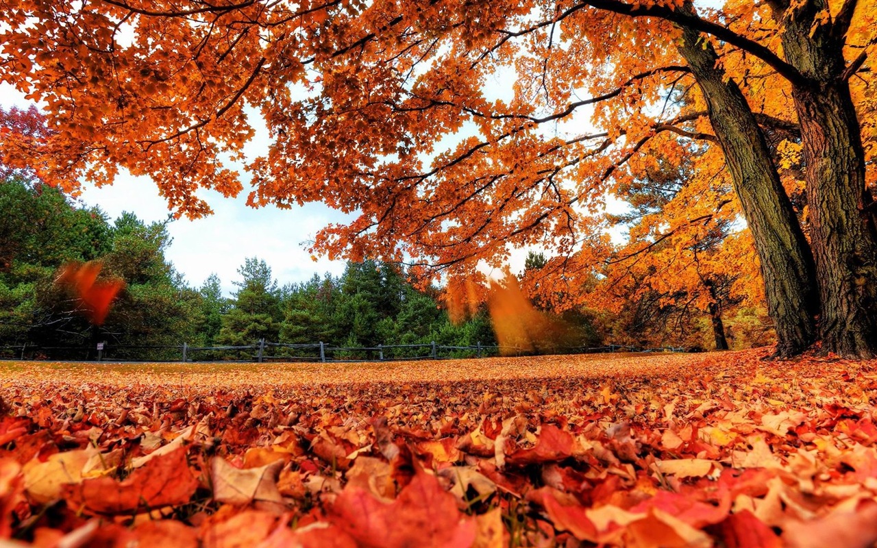 ОС Windows 8.1 HD обои темы: красивые осенние листья #1 - 1280x800