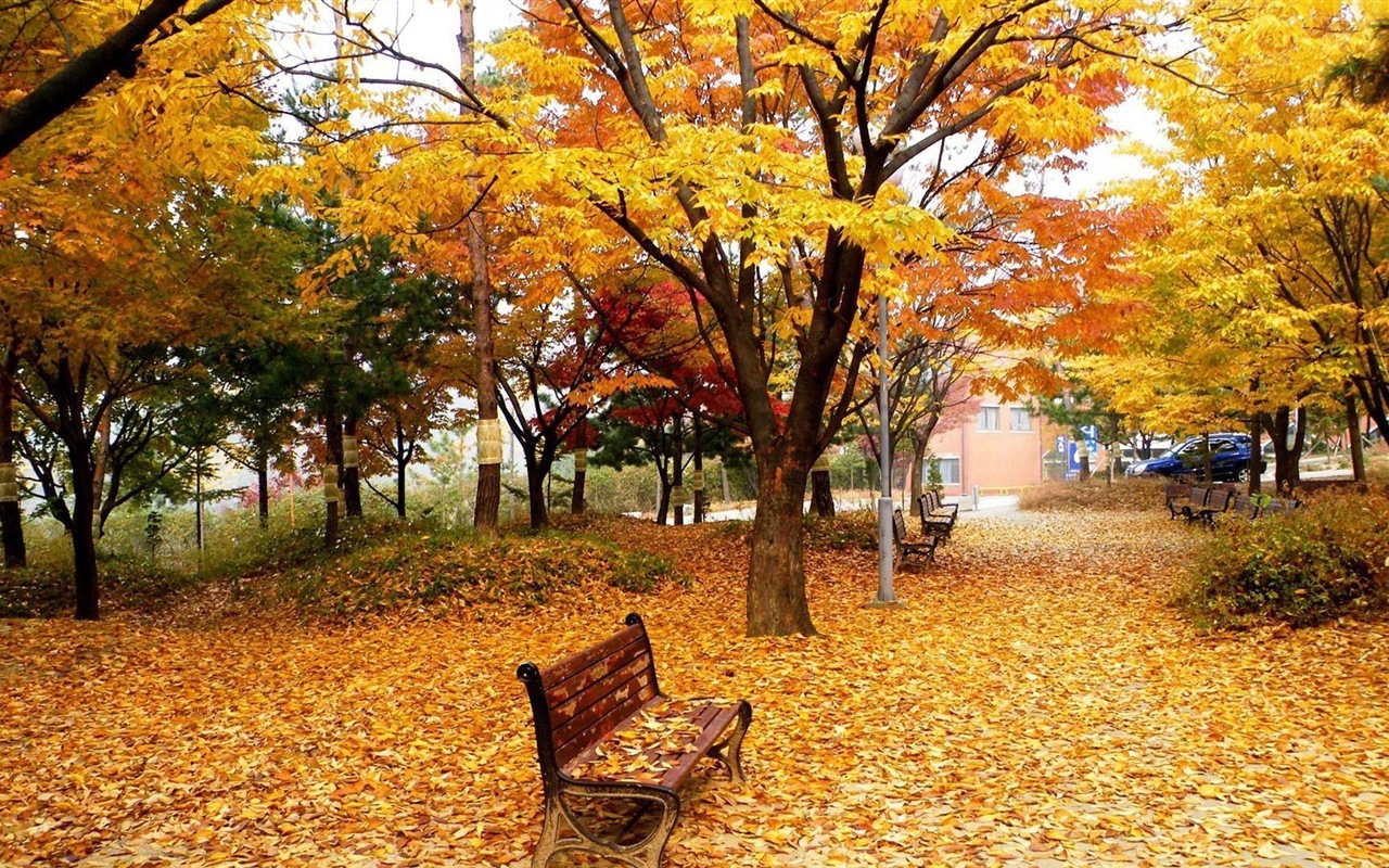 Windows 8.1 Theme HD tapety na plochu: krásné podzimní listí #3 - 1280x800