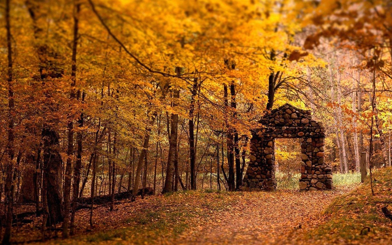 Windows 8.1 Theme HD wallpapers: beautiful autumn leaves #4 - 1280x800