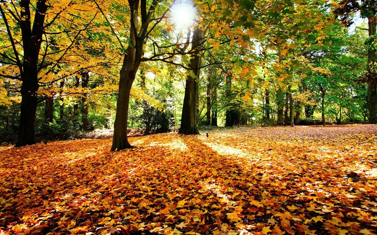 Thème de Windows 8.1 HD fonds d'écran: belles feuilles d'automne #5 - 1280x800