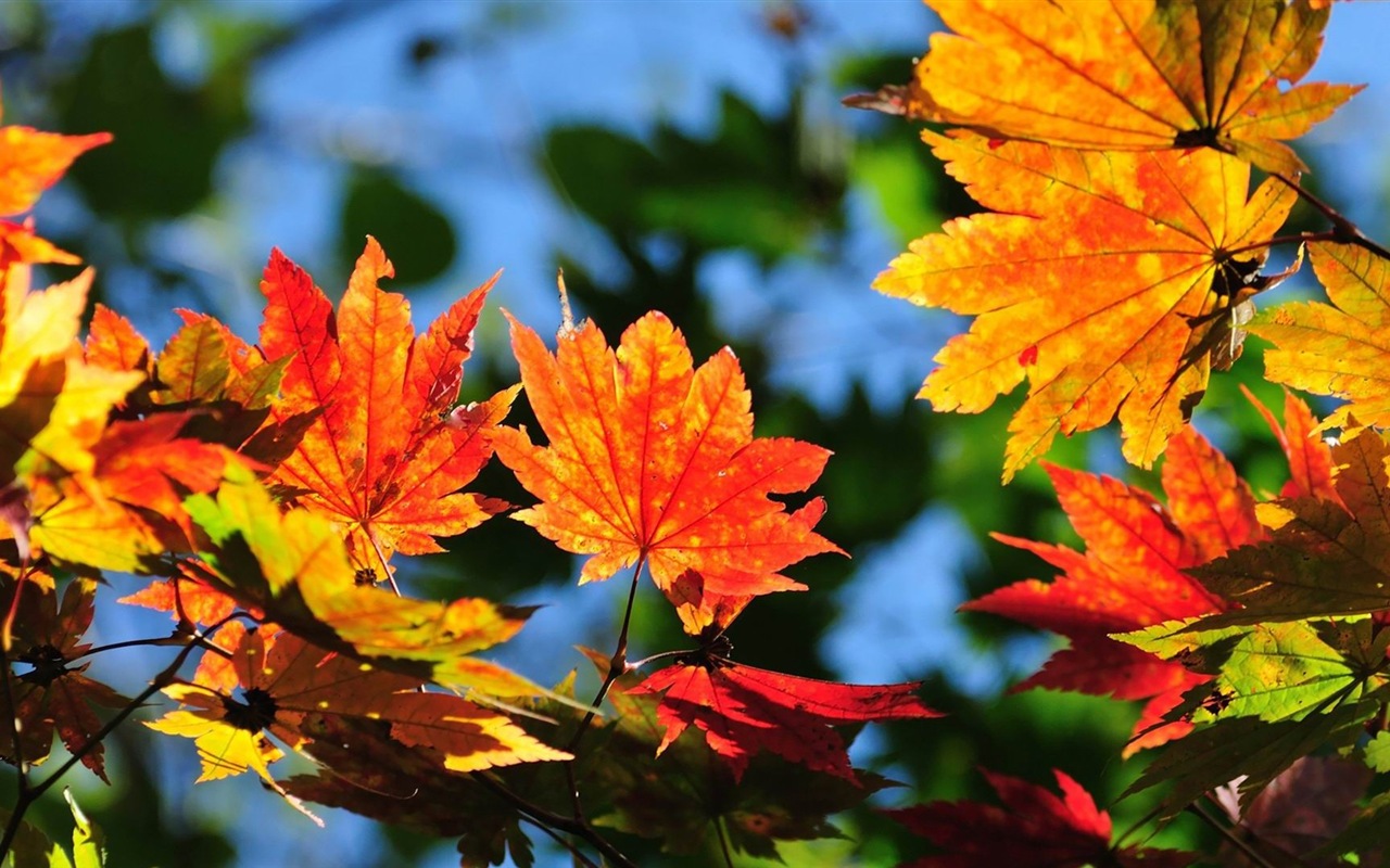 ОС Windows 8.1 HD обои темы: красивые осенние листья #8 - 1280x800