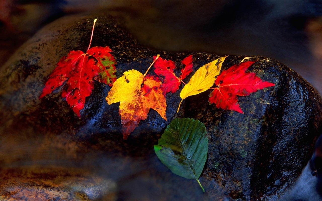 ОС Windows 8.1 HD обои темы: красивые осенние листья #11 - 1280x800
