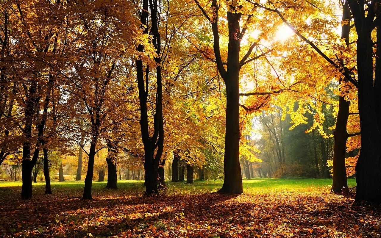 Windows 8.1 Theme HD wallpapers: beautiful autumn leaves #15 - 1280x800