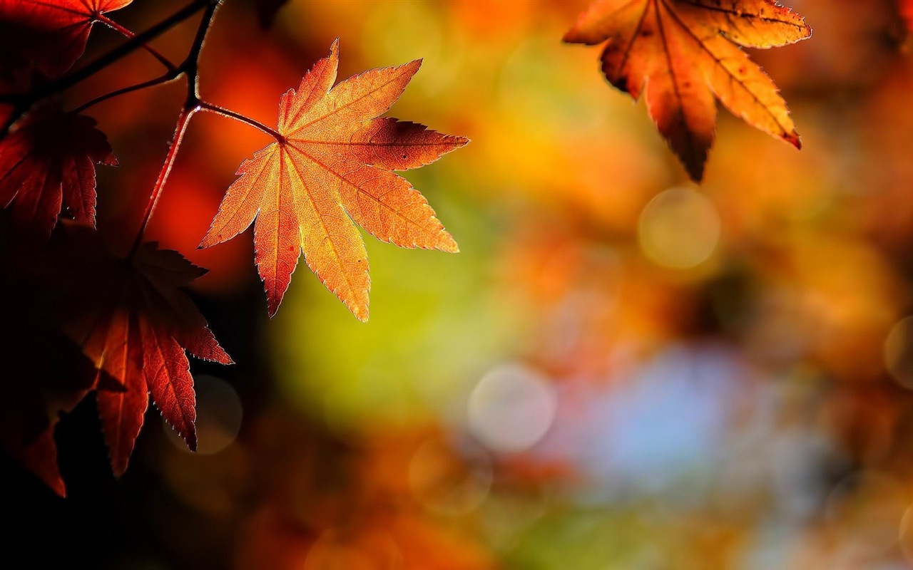 ОС Windows 8.1 HD обои темы: красивые осенние листья #19 - 1280x800