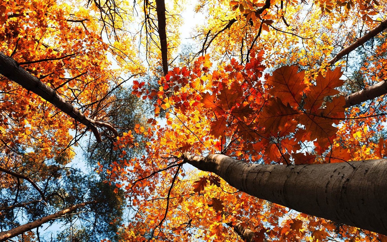 Windows 8.1 Theme HD tapety na plochu: krásné podzimní listí #20 - 1280x800