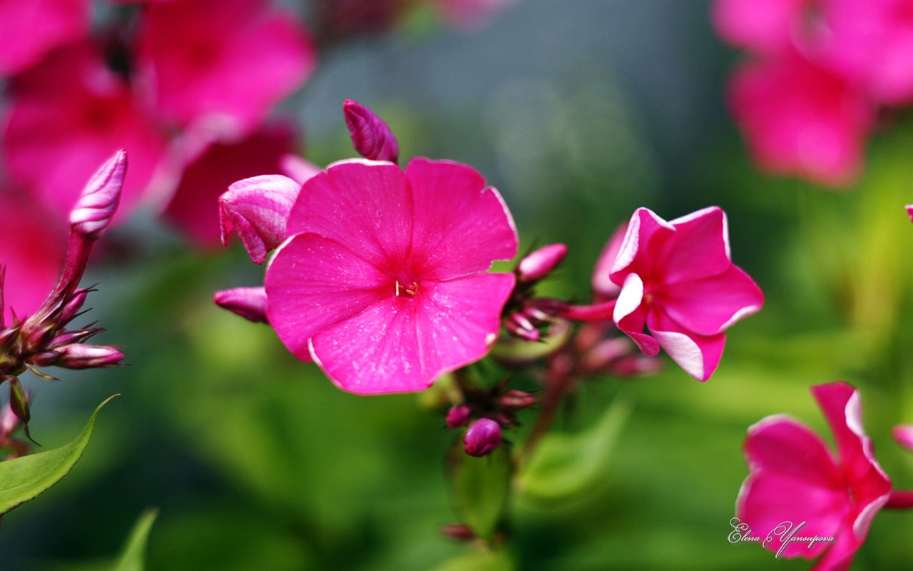 윈도우 8 테마 배경 화면의 HD : 아름다운 꽃 #1 - 1280x800