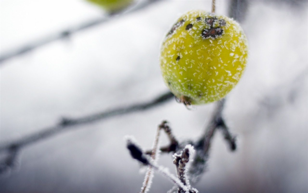 冬天的漿果 霜凍冰雪壁紙 #6 - 1280x800