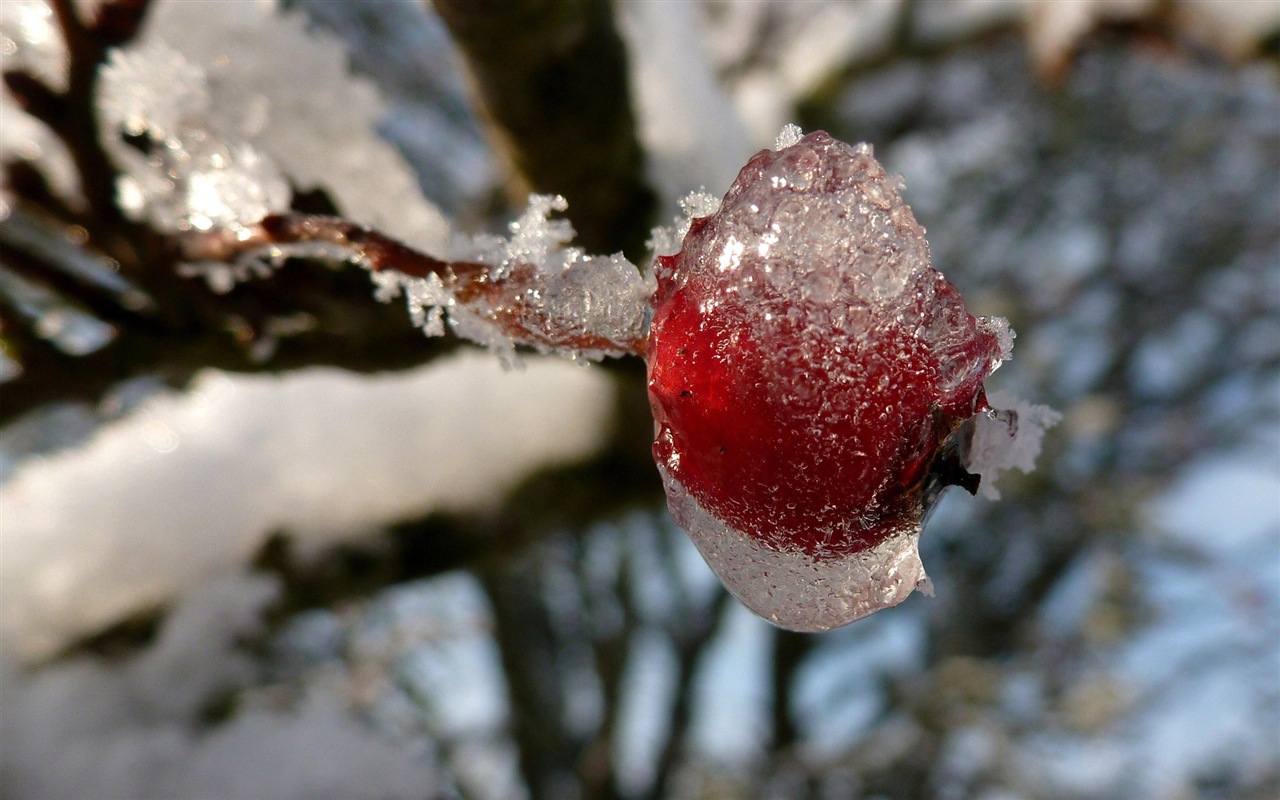 冬天的漿果 霜凍冰雪壁紙 #8 - 1280x800