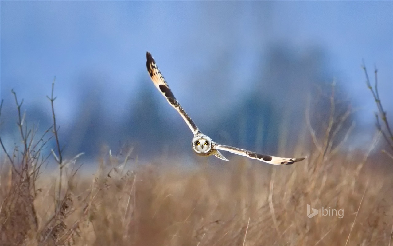 Microsoft Bing HD Tapety na plochu, leden 2014 výběr #13 - 1280x800