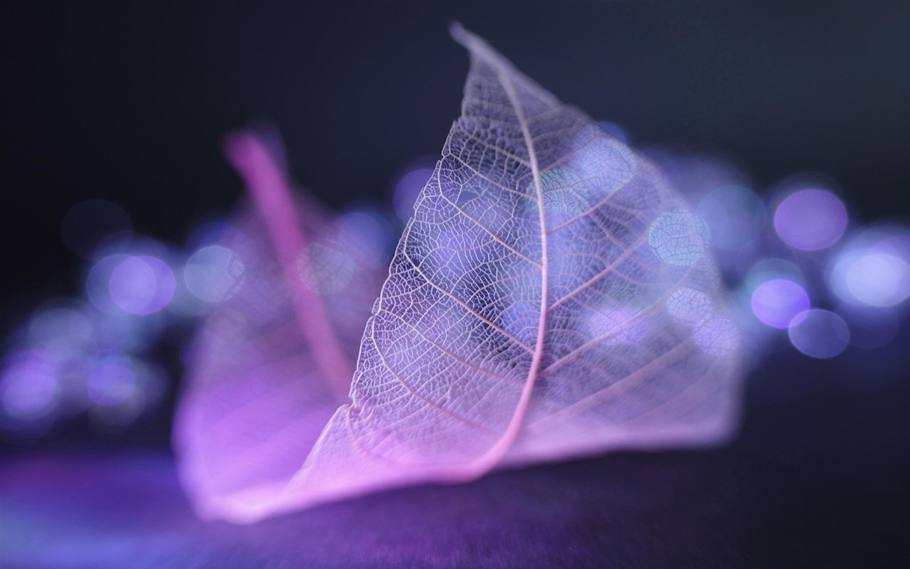 Leaf vein HD photography wallpaper #2 - 1280x800