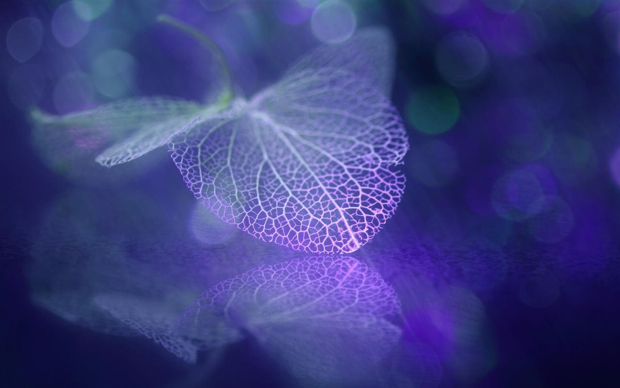 Leaf vein HD photography wallpaper #4 - 1280x800