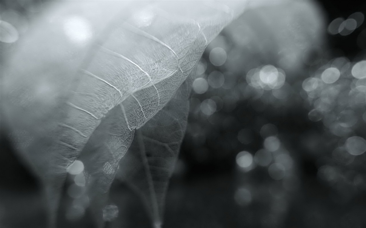 Leaf vein HD photography wallpaper #6 - 1280x800