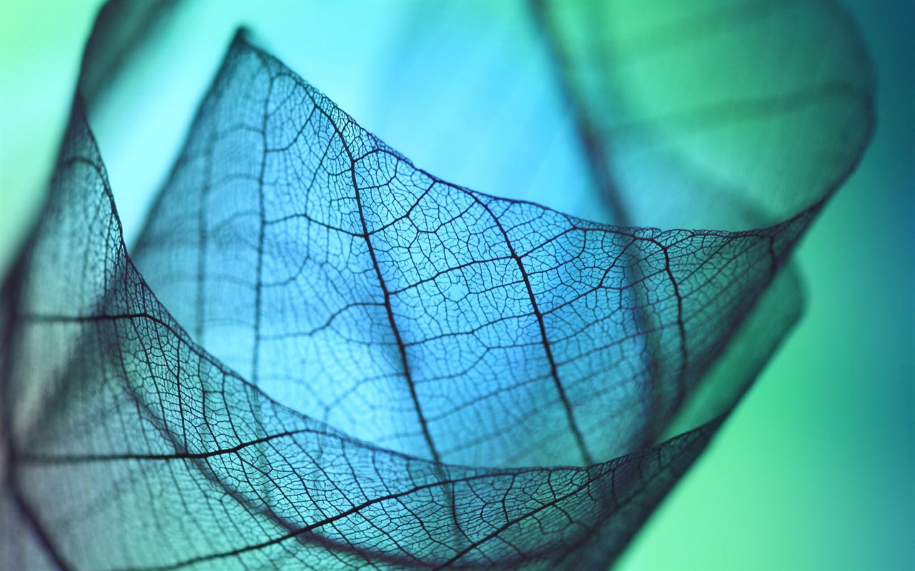 Leaf vein HD photography wallpaper #8 - 1280x800