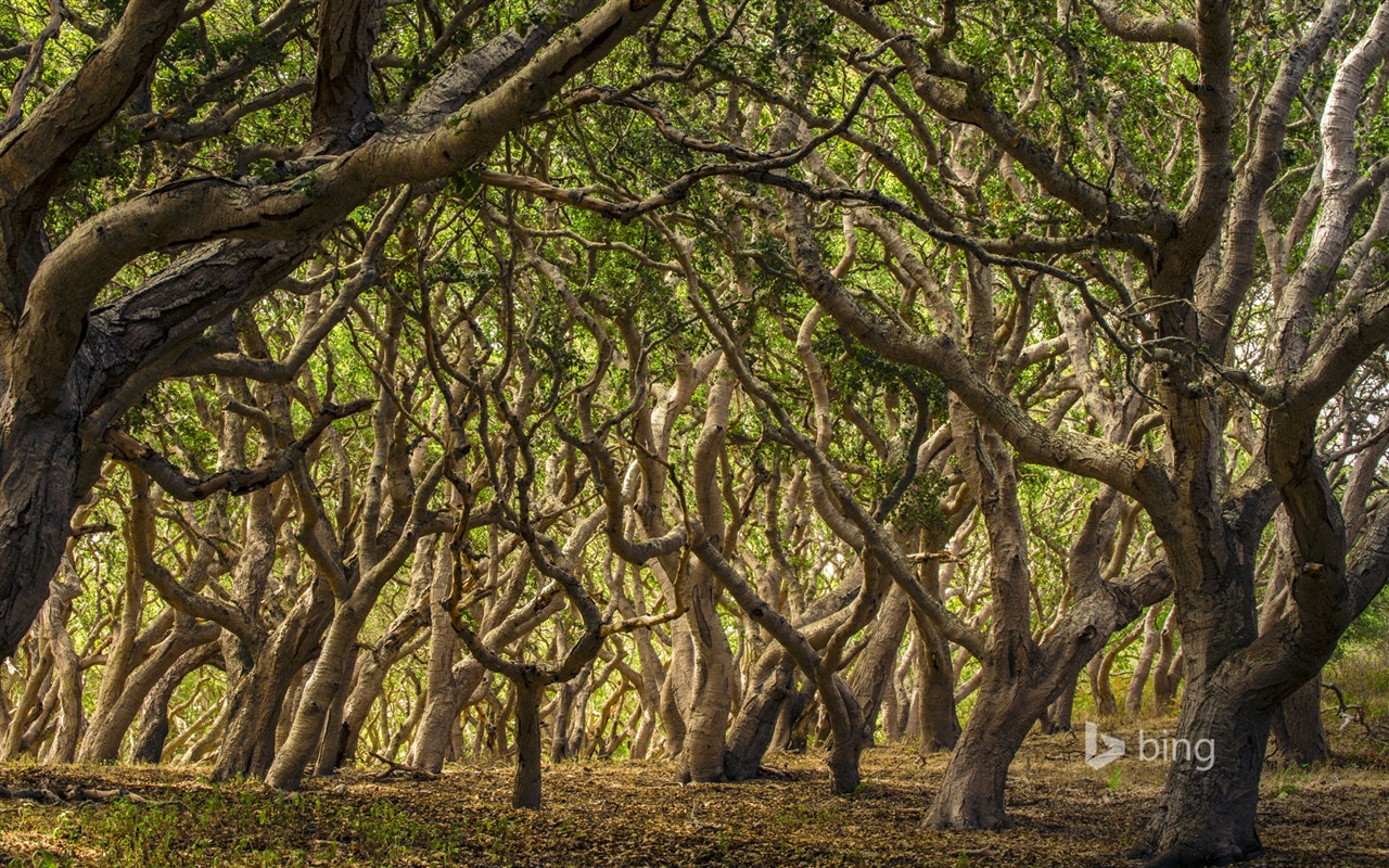 04. 2014 Bing HD tapety na plochu #19 - 1280x800