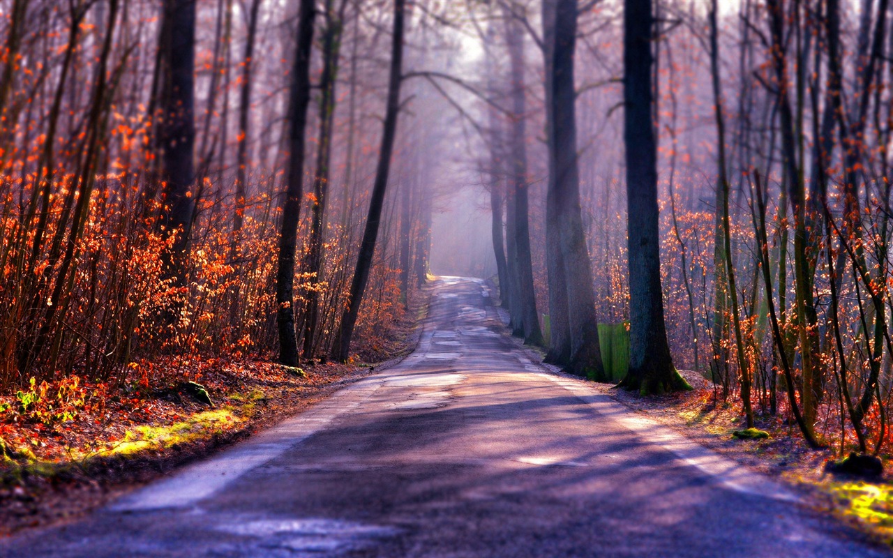 Foggy podzimní listí a stromy HD Tapety na plochu #1 - 1280x800