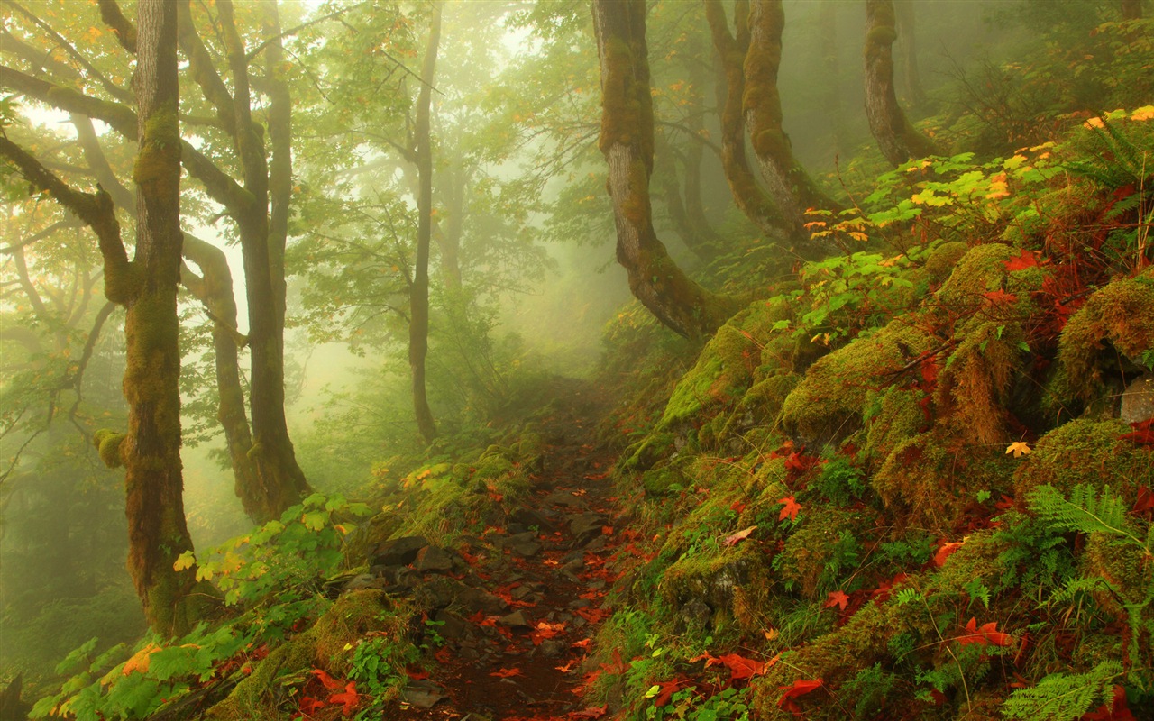 霧的秋天，紅葉樹木，高清壁紙 #4 - 1280x800