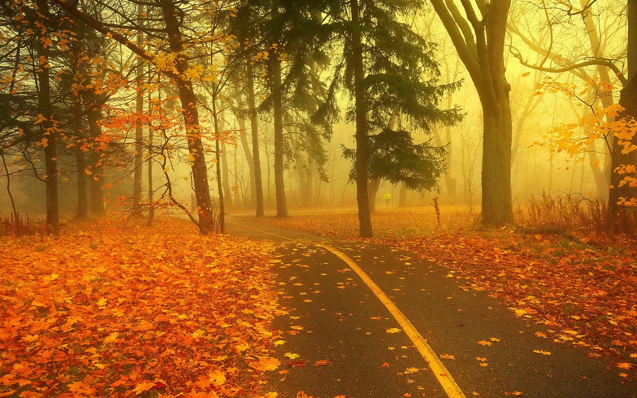 Foggy podzimní listí a stromy HD Tapety na plochu #8 - 1280x800