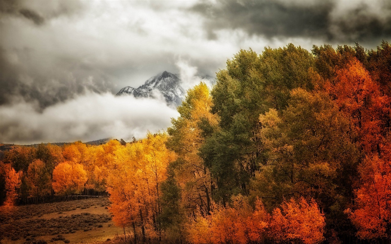 Hojas de otoño de niebla y los árboles fondos de pantalla de alta definición #10 - 1280x800