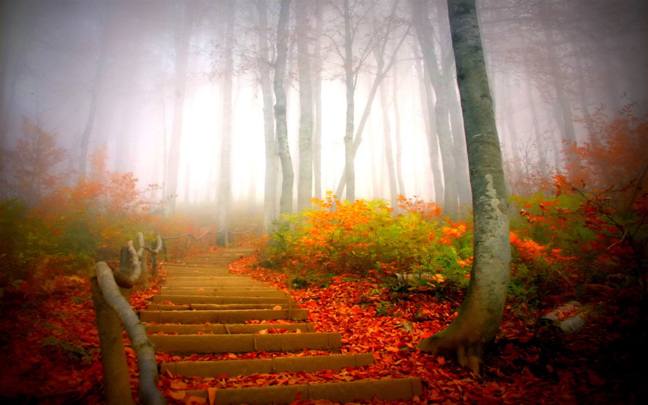 雾的秋天，红叶树木，高清壁纸12 - 1280x800