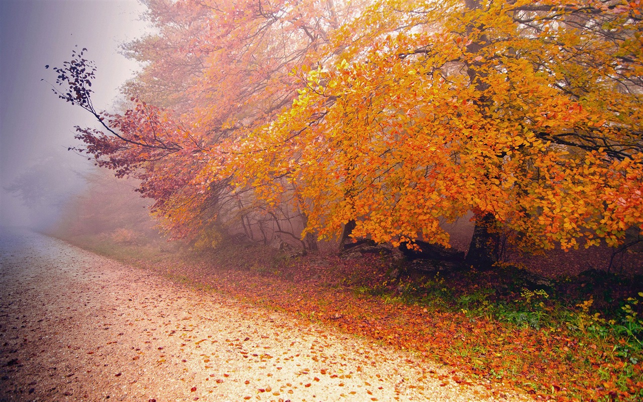 雾的秋天，红叶树木，高清壁纸13 - 1280x800