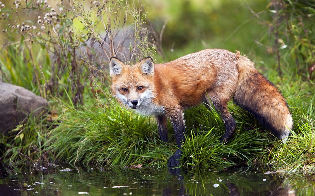 Živočišných detailní, roztomilých fox HD tapety na plochu #1 - 1280x800
