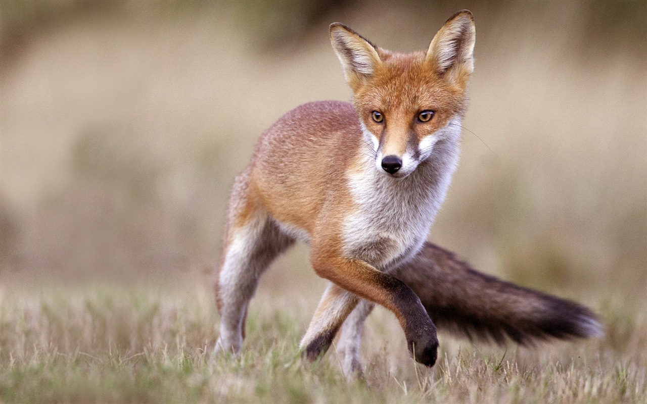 Animal close-up, cute fox HD wallpapers #2 - 1280x800