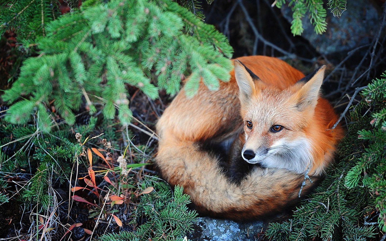 Animal close-up, cute fox HD wallpapers #3 - 1280x800