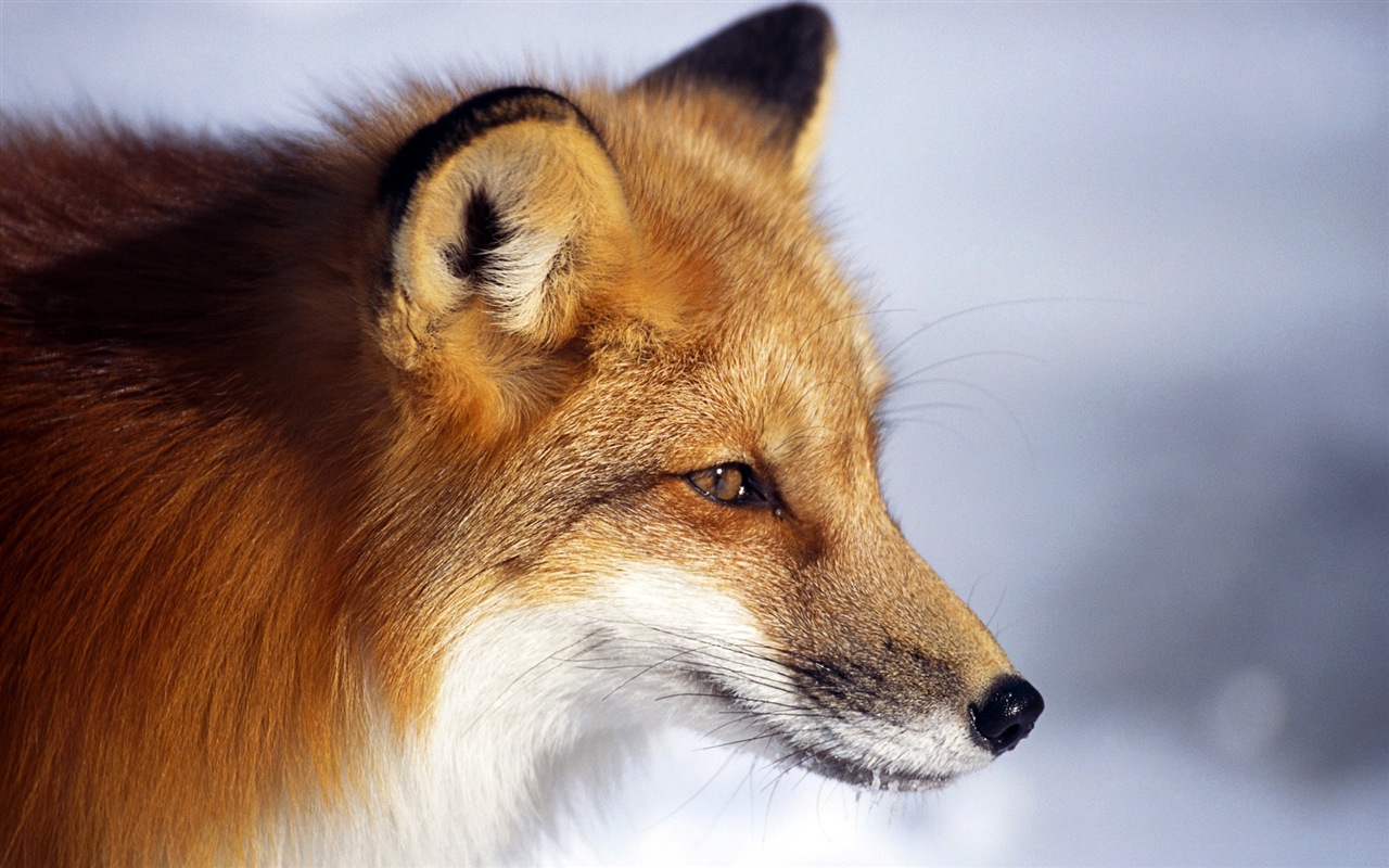 动物特写，可爱的狐狸 高清壁纸4 - 1280x800