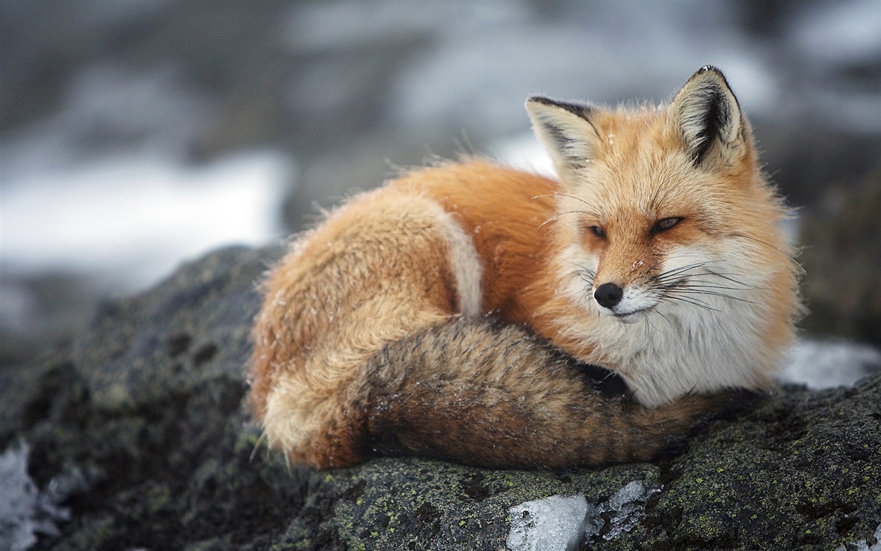 Animal close-up, cute fox HD wallpapers #6 - 1280x800
