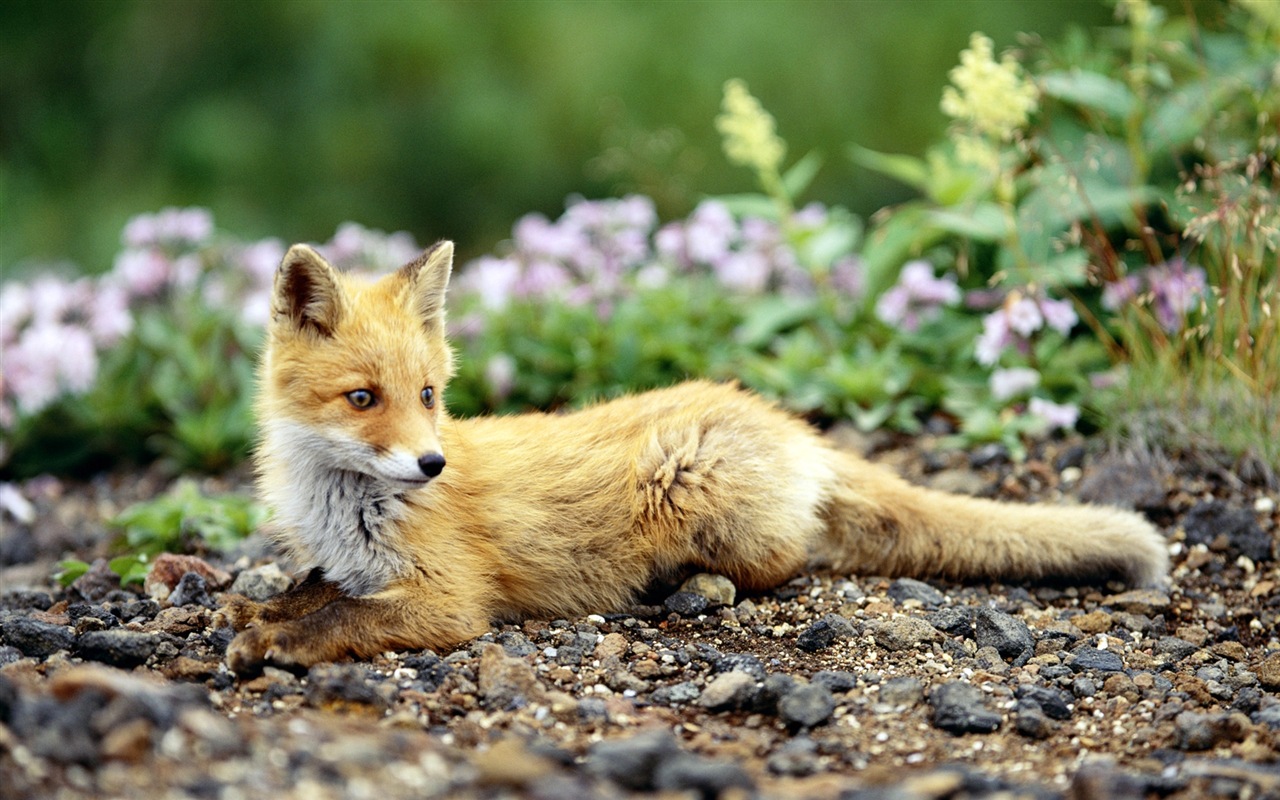 Animal close-up, cute fox HD wallpapers #7 - 1280x800