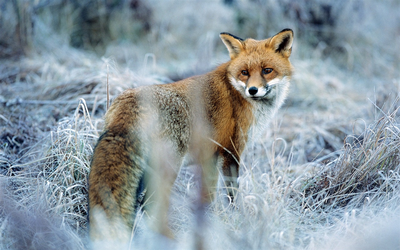 动物特写，可爱的狐狸 高清壁纸8 - 1280x800