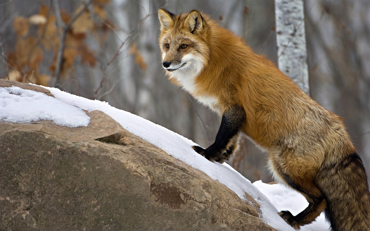 Animal close-up, cute fox HD wallpapers #10 - 1280x800