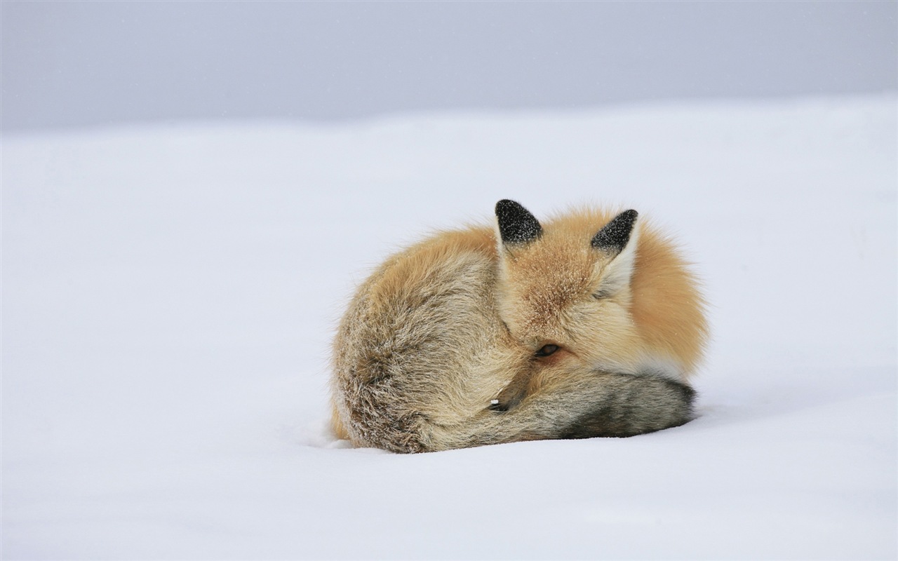 Animal close-up, cute fox HD wallpapers #11 - 1280x800